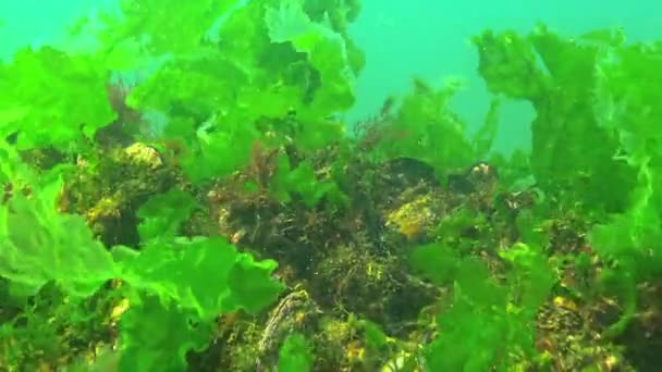 黒海の水中景観 石の緑と赤い藻類 — ストック動画