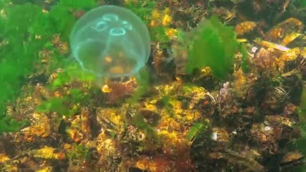 Floating Water Column Common Moon Jellyfish Aurelia Aurita Black Sea — Wideo stockowe