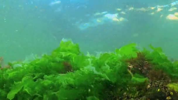 Paesaggio Subacqueo Del Mar Nero Alghe Verdi Rosse Sulle Pietre — Video Stock