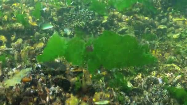 Paysage Sous Marin Mer Noire Algues Vertes Rouges Sur Les — Video