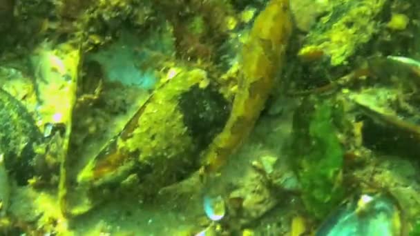 Gobio Tubenoso Proterorhinus Marmoratus Escondido Entre Algas Mariscos Fondo Del — Vídeos de Stock