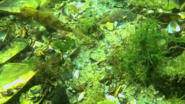 Gobio Tubenoso Proterorhinus Marmoratus Escondido Entre Algas Mariscos Fondo Del — Vídeo de stock