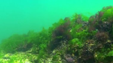 Karadeniz 'in sualtı manzarası, taşların üzerinde yeşil ve kırmızı algler.