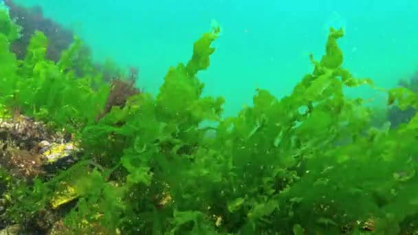 Підводний Пейзаж Чорного Моря Зелені Червоні Водорості Камені — стокове відео