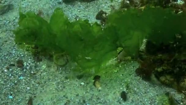 Rockpool Shrimp Palaemon Elegans Shrimp Cling Ulva Algae Thalli Storm — Stock Video