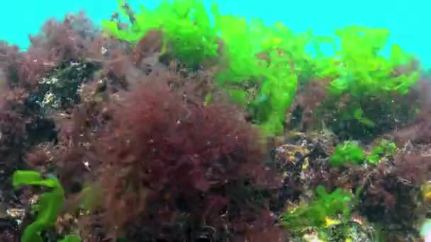 Paysage Sous Marin Mer Noire Algues Vertes Rouges Sur Les — Video