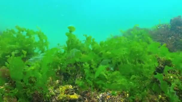 Underwater Landscape Black Sea Green Red Algae Stones — Stock Video