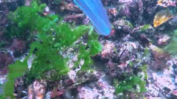 Ctenophores Prédateur Comb Méduses Envahisseur Mer Noire Méduses Beroe Ovate — Video