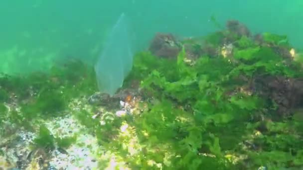 鱼鳞鱼 掠食性蜂窝水母侵入黑海者 水母贝罗卵形体 吞食拟南芥 — 图库视频影像