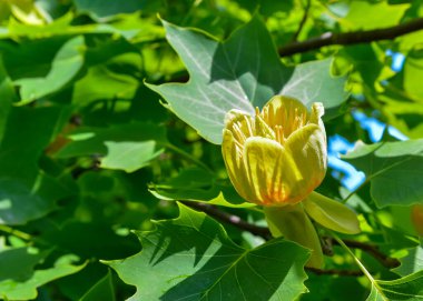 Liriodendron tulipiferası - Yeşil yapraklı sarı çiçekler, Ukrayna 'daki botanik bahçesi