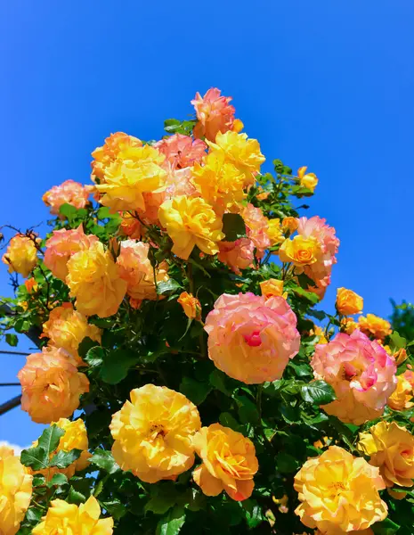 Flores Amarelas Uma Rosa Decorativa Contra Fundo Céu Azul Jardim — Fotografia de Stock
