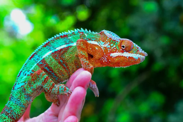 Pantera Kameleon Furcifer Pardalis Gad Siedzi Męskiej Ręce — Zdjęcie stockowe