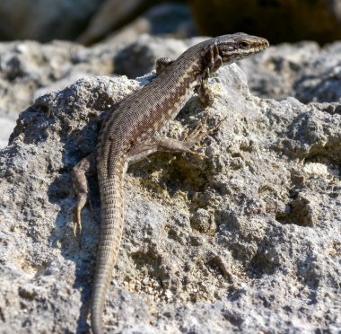 Bulgaristan 'ın kayalıklarında güneşlenen filfola kertenkelesi (Podarcis filfolensis)