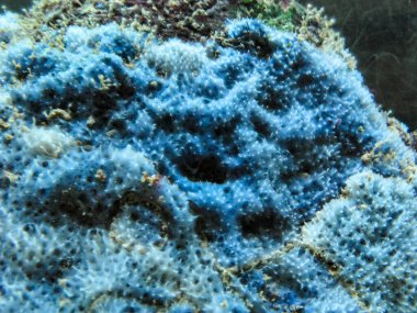 Blue sea sponges (Disidea fragilis) on the coastal cliffs in Bulgaria. Black sea