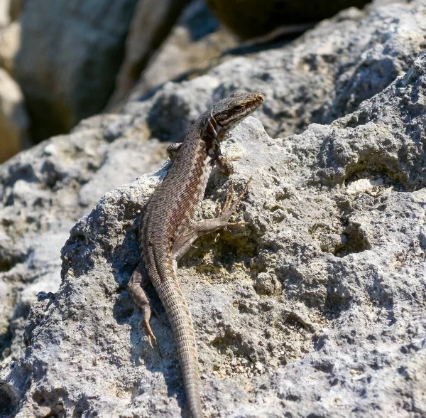 stock image The filfola lizard (Podarcis filfolensis) basking in the sun on the rocks, Bulgaria