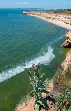 Ukrayna 'nın Berezan adasındaki dik bir uçurumun arka planında çiçek açan devedikeni.