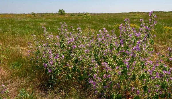 stock image Thickets of Wild Mallow and Hypericum perforatum bloom on Berezan Island, Ukraine