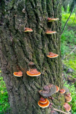 Ganoderma lucidum - Ukrayna 'daki Dinyester nehri yakınlarındaki sel baskınında eski bir ağacın gövdesindeki mantarlar.