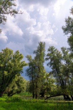 Orman manzarası, Dniester nehri, Ukrayna yakınlarındaki taşkın ovasındaki yaşlı ağaçlar.