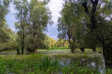 Orman manzarası, Dniester nehri, Ukrayna yakınlarındaki taşkın ovasındaki yaşlı ağaçlar.