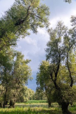 Orman manzarası, Dniester nehri, Ukrayna yakınlarındaki taşkın ovasındaki yaşlı ağaçlar.