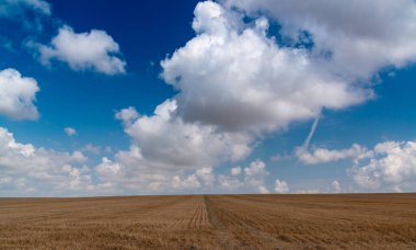 Doğal manzara, beyaz kümülüs bulutları bir buğday tarlası, Ukrayna
