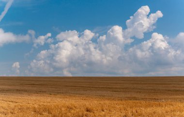 Doğal manzara, beyaz kümülüs bulutları bir buğday tarlası, Ukrayna