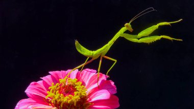 Avrupa peygamber devesi (Mantid dini), Ukrayna 'da, arka planda bir çiçek üzerindeki yırtıcı böcek.