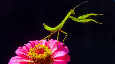 Avrupa peygamber devesi (Mantid dini), Ukrayna 'da, arka planda bir çiçek üzerindeki yırtıcı böcek.