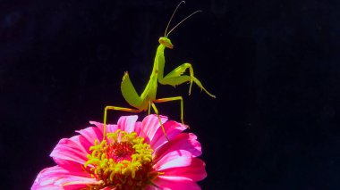 Avrupa peygamber devesi (Mantid dini), Ukrayna 'da, arka planda bir çiçek üzerindeki yırtıcı böcek.