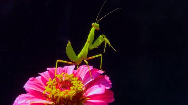Avrupa peygamber devesi (Mantid dini), Ukrayna 'da, arka planda bir çiçek üzerindeki yırtıcı böcek.