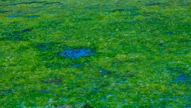 Ukrayna 'nın güneyindeki Tiligul haliçlerindeki tuz gölünün kıyısında yeşil alg Ulva ve Enteromorpha birikmiş.