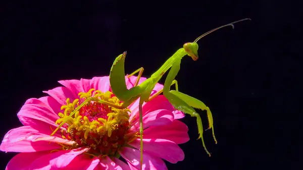 欧洲螳螂 Mantis Religious Osa 一种在深色背景的花朵上捕食性昆虫 乌克兰 — 图库照片