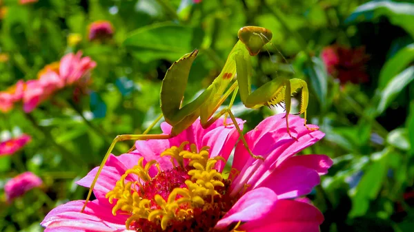 The European mantis (Mantis religiosa), predatory insect on a flower against a background of leaves, Ukraine