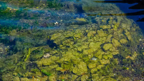 Accumulation Algues Vertes Ulva Enteromorpha Près Rivage Dans Lac Salé — Photo