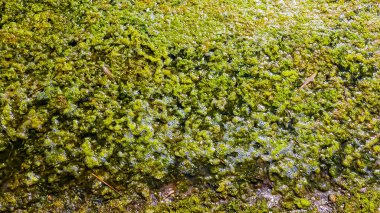 Ukrayna 'nın güneyindeki Tiligul haliçlerindeki tuzlu bir hipertrofik gölde kirli köpük ve çürüyen yeşil algler.