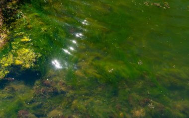 Ukrayna 'nın Tiligul kıyısı yakınlarındaki yeşil algler.