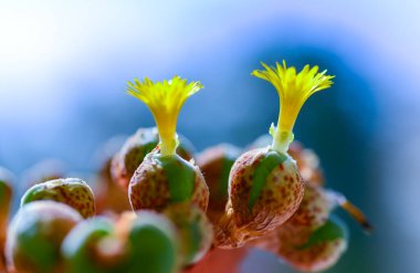 Conophytum sp. - Güney Afrika 'ya özgü sarı çiçekli sulu ve bulanık bir arka plan.