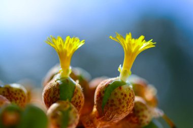 Conophytum sp. - Güney Afrika 'ya özgü sarı çiçekli sulu ve bulanık bir arka plan.