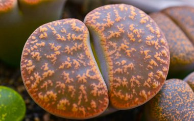 Mesembs (Lithops aucampia) South African plant from Namibia in the botanical collection of supersucculent plants