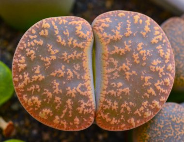 Mesembs (Lithops aucampia) South African plant from Namibia in the botanical collection of supersucculent plants