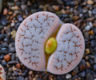 Mesembs (Lithops gracilidelineata) South African plant from Namibia in the botanical collection of supersucculent plants