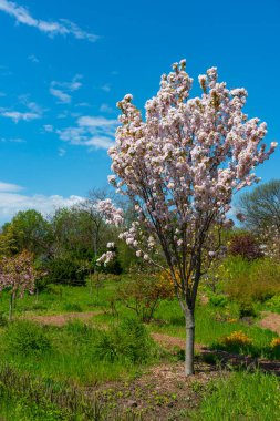 Odessa, Ukrayna 'da bir botanik bahçesinde çiçek açan genç sakura ağacı.