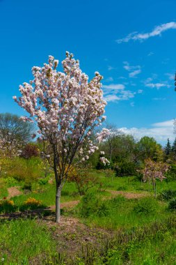 Odessa, Ukrayna 'da bir botanik bahçesinde çiçek açan genç sakura ağacı.