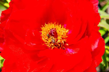 Odessa, Ukrayna 'da bir botanik bahçesinde kırmızı gül çiçeğindeki arılar