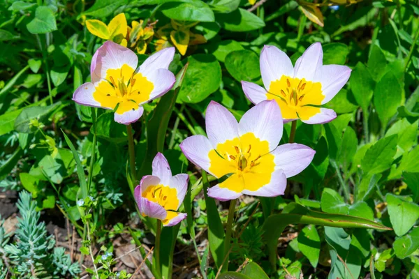 Fleurs Tulipes Roses Avec Étamines Jaunes Dans Jardin Botanique Odessa — Photo