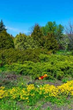 İlkbaharda Odessa, Ukrayna 'da bir botanik bahçesinde kozalaklı ağaçların arka planında farklı türde bitkiler bulunan çiçek tarhı
