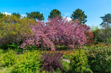 Japon çiçekli kiraz ağacı. Botanik bahçesinde çiçek açan sakura ağacı, ön planda laleler.