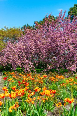 Japon çiçekli kiraz ağacı. Botanik bahçesinde çiçek açan sakura ağacı, ön planda laleler.