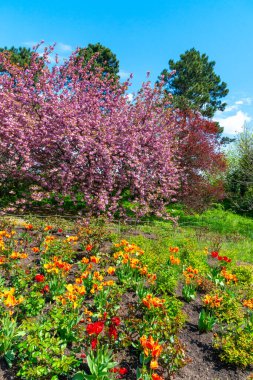 Japon çiçekli kiraz ağacı. Botanik bahçesinde çiçek açan sakura ağacı, ön planda laleler.